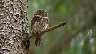 Как говорит сова  Eurasian pygmy owl