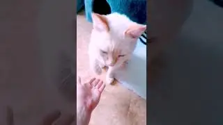Кошки♥️♥️♥️#котовасенька #cat
