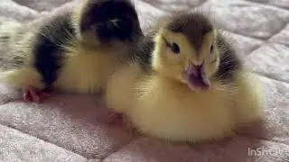 #Первые шаги,первая еда и вода#Началось😊#вывод начался утят#