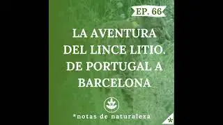 La aventura del lince Litio. De Portugal a Barcelona. #66