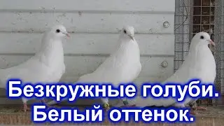 Безкружные голуби. Белый оттенок.