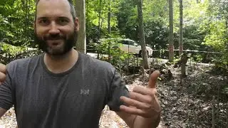 Swiss lumberjack cuts trees with electric chainsaw | BUILDING OUR CANADIAN LOG HOME