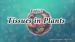LRLO 07   Tissues in Plants
