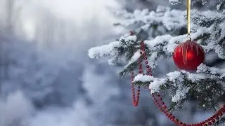 Delicate Roses (Soviet Songs in English) - Белые розы (на англ. языке)