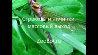 Рождение стрекоз: массовый выход из личинок