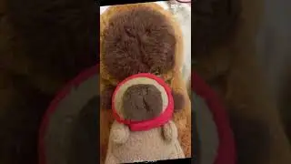 #capybara #funny Animation