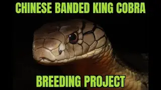 Chinese Banded King Cobra Breeding Project