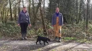 Terrific Trees