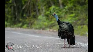 Ocellated Turkey singing at the Calakmul Biosphere Reserve, Mexico.