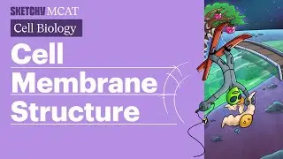 Cell Membrane Structure: Fluid Mosaic Model Explained (Full Lesson) | Sketchy MCAT