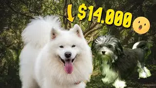 Top 10 Most Expensive Dog Breeds