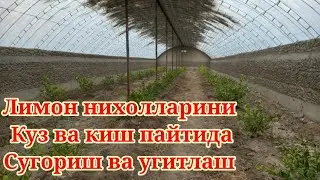 30 - октябрь Лимон нихолларини кузги кишги сугориш ва угитлаш хакида малумот