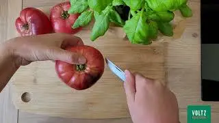 Tomate Indigo Blue Beauty - La tomate violette