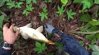 Охота с Рогаткой по реке SLINGSHOT FISHING (АРХИВ)