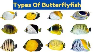 Butterflyfish Species Names With Pictures | Fish Education | Fishes For Kids 