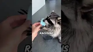 Raccoons Aren’t Washing Their Food 😳 