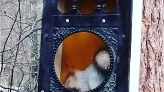 Кормили белочек