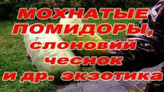 Семена томатов новинки сортов, экзотика; Слоновий чеснок