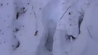 Чьи следы?Кто знает?