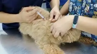 next vaksin for my puppy