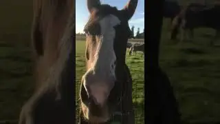Adorable Moment Friendly Horse :)