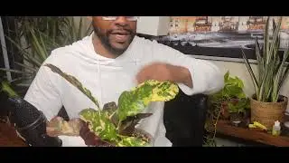 Croton Guide to Survival