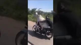 Рамазан возвращается прикол