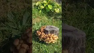 Грибной урожай на даче 