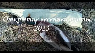 Открытие весенней охоты на селезня 2023