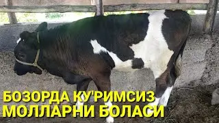 АКАМИЗ У'ТКИР ЕКАН КАНГИЛ МОЛЛАРНИ ОЛИБ ФОЙДАНИ ЗУ'РИНИ КИЛАР ЕКАН.