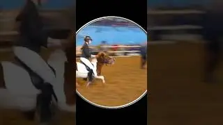 #Shorts Смешные Лошадки Пони Прыгают Через Препятствия. Лошадки Пони. Шортс Видео Shorts Животные