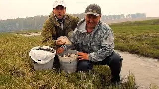 МЕСТНЫЕ ВЁДРАМИ ЛОВЯТ ЛАПТЕЙ В ЭТОМ РУЧЬЕ! Карась на поплавок!