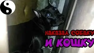 фаина питбуль!! Наказал собаку и кошку + инь янь