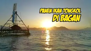 Little Tuna Fishing on a Sea Floating Raft