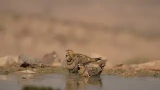 קטה חדת (pin tailed sandgrouse /  pterocles alchta) זנב לוקחת מים בבטנה ועפה אל האפרוחים הצמאים