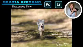 CANE CHE CORRE Come si scatta e come si sviluppa la foto