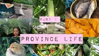 Province life “tour“ sa bakuran | Nichole Diy