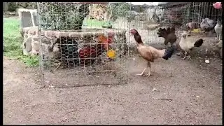 Gallina Demostrando Sus Huevos