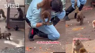 08.05 Punch-kun with Baby & Momiage, He is afraid that the baby monkey's mother will scold him.