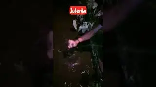 MANCING BELUT DAPAT ULAR