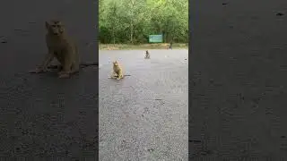 Как поймать обезъяну 🙈 