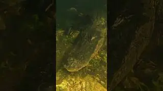 Wild American alligator!