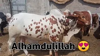 Alhamdulillah Naseeb ka Soda ho gaya 🥰💞🐄
