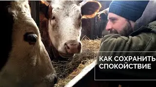 Что нам помогает сохранять спокойствие