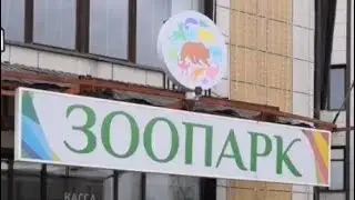 Семейство кошачьих из Ярославского зоопарка! Или большие Пушистики