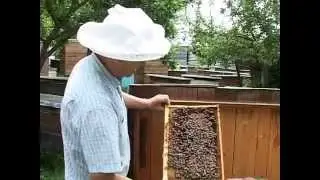 Маточное молочко нативное Сбор маточного молочка