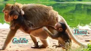 ALPHA TARA KIDNAPPED LITTLE GOLDIE WITH CARE HER REAL SON THONA, THONA RUNNING FOLLOW MOM TARA