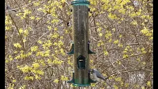 Bird Feeder Video (Relaxing Video of Birds Eating Sunflower Seeds in front of a Forsythia)
