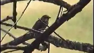 Bird Song