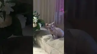 Что же ты такая волосатая